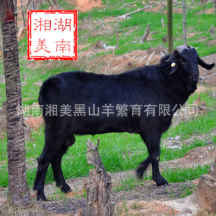 湘美黑山羊，怎样才能提高舍饲养羊的经济效益？