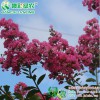 江西速生玫红紫薇 种植优质速生红花紫薇树苗 超级速生紫薇