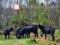黑山羊养殖业有什么特点？