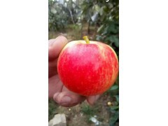 山东苹果哪里的质量好，苹果市场批发
