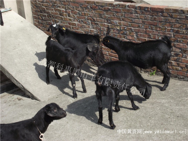 黑種公羊黑種母羊養殖基地怎麼樣 黑山羊養殖