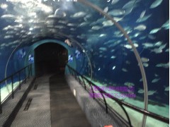 承接海洋馆亚克力隧道工程透明度高不变黄