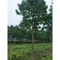中旭园林专业直供各种规格楸树、梓树、栾树