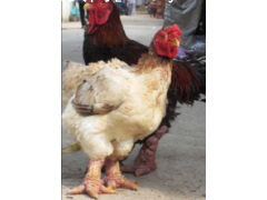 禽天下鸡苗产业，东涛鸡苗，越南大脚鸡