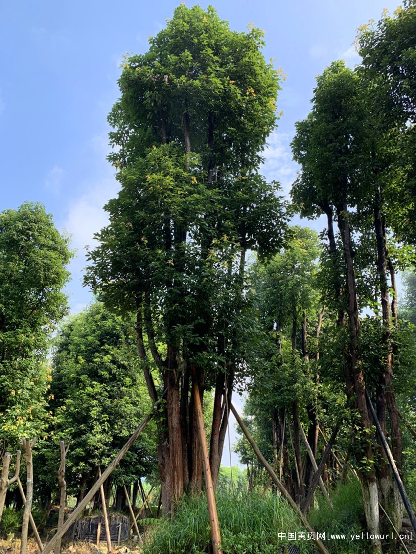 四川丛生香樟